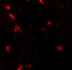 RILPL2 Antibody in Immunohistochemistry (IHC)