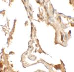 RILPL2 Polyclonal Antibody