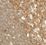 TFCP2L1 Polyclonal Antibody