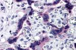 TTBK2 Antibody in Immunohistochemistry (IHC)