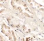 GZF1 Antibody in Immunohistochemistry (IHC)