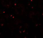 ZFX Antibody in Immunohistochemistry (IHC)