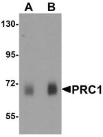 PRC1 Antibody in Western Blot (WB)
