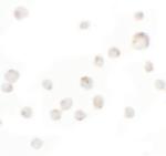 WDR5 Antibody in Immunocytochemistry (ICC/IF)