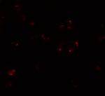 WDR5 Antibody in Immunocytochemistry (ICC/IF)