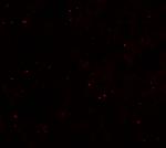 CCP110 Antibody in Immunohistochemistry (IHC)