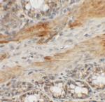 CCP110 Polyclonal Antibody