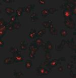 SDHD Antibody in Immunocytochemistry (ICC/IF)