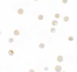 ZNF521 Antibody in Immunocytochemistry (ICC/IF)