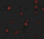 ZNF521 Antibody in Immunocytochemistry (ICC/IF)