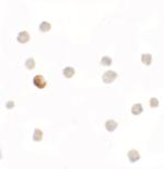 SDHAF1 Polyclonal Antibody