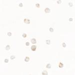 TTYH1 Antibody in Immunocytochemistry (ICC/IF)