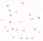 BMP-15 Polyclonal Antibody