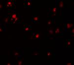 DELE Polyclonal Antibody