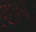 COH1 Polyclonal Antibody