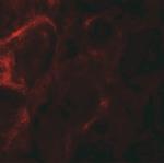 ZFYVE21 Antibody in Immunohistochemistry (IHC)