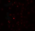 CLEC2A Polyclonal Antibody