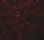 APBA1 Polyclonal Antibody