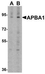 APBA1 Antibody in Western Blot (WB)