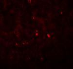 Angiogenin Polyclonal Antibody