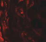 BCAR3 Polyclonal Antibody