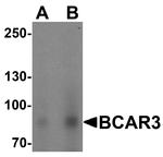 BCAR3 Antibody in Western Blot (WB)