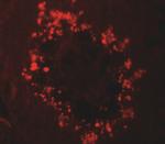 RGS22 Polyclonal Antibody