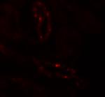 SCUBE3 Polyclonal Antibody