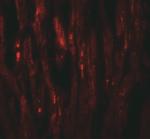 EED Antibody in Immunohistochemistry (IHC)