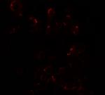 DLK1 Antibody in Immunocytochemistry (ICC/IF)