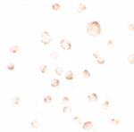 PHLPP1 Polyclonal Antibody