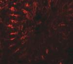 TCTEX1D3 Antibody in Immunohistochemistry (IHC)