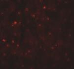 TCTEX1D4 Polyclonal Antibody