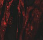 SHQ1 Polyclonal Antibody