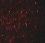 WIPI1 Polyclonal Antibody