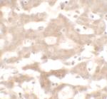 VNN3 Polyclonal Antibody