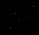 CITED2 Polyclonal Antibody