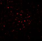 BATF Polyclonal Antibody