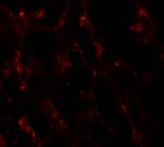 GHDC Polyclonal Antibody