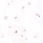 Pellino 1 Polyclonal Antibody