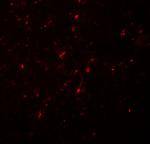 Neurogenin 2 Polyclonal Antibody