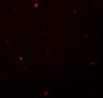 FOXH1 Polyclonal Antibody