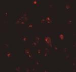 Cripto Polyclonal Antibody