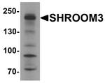 SHROOM3 Polyclonal Antibody