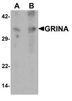 GRINA Polyclonal Antibody