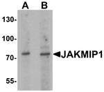 JAKMIP1 Polyclonal Antibody