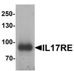 IL17RE Polyclonal Antibody