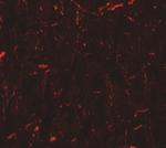 Cyclin T1 Antibody in Immunohistochemistry (IHC)