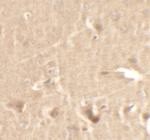 Cyclin T1 Polyclonal Antibody