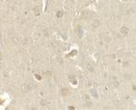 CCL4 Polyclonal Antibody